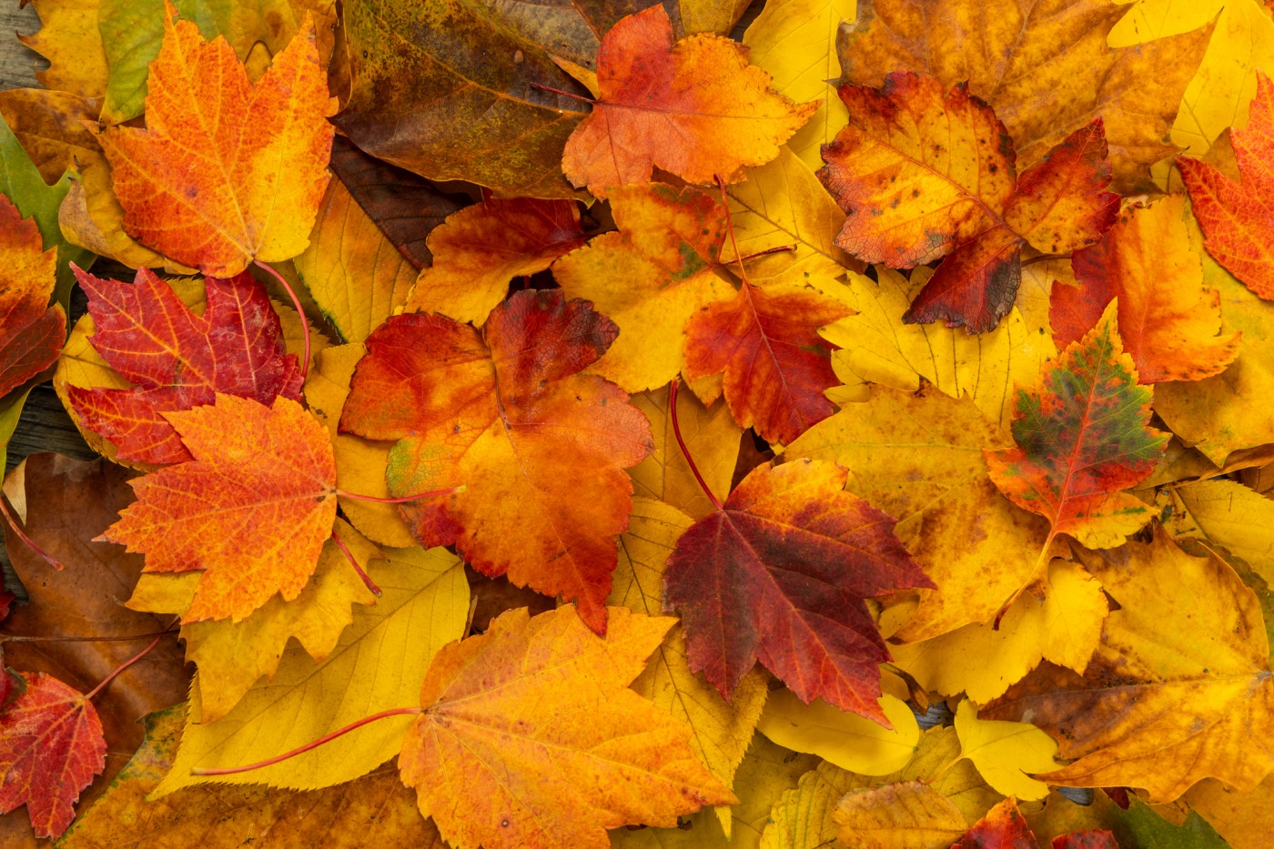 Fall Guided Hike