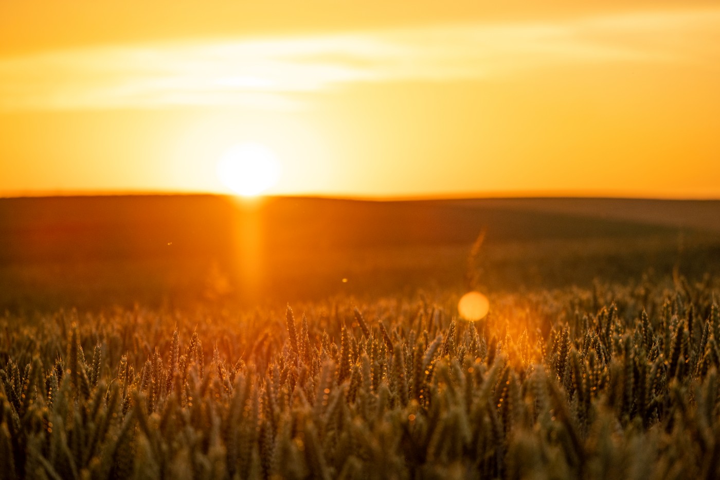 Harvest Celebration